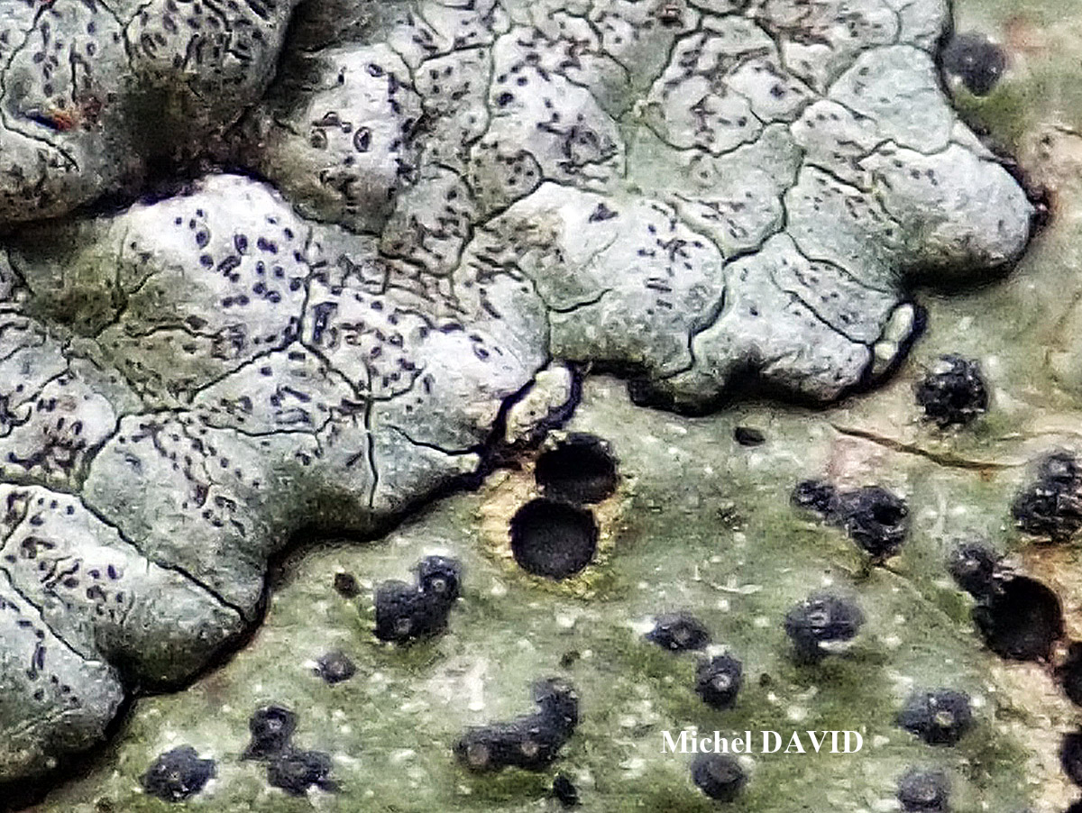 Enterographa crassa forme sur Fraxinus.